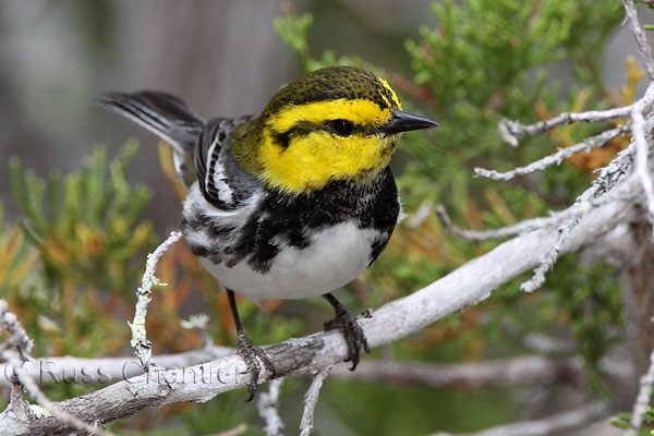Golden-cheeked Warbler &copy; Russ Chantler